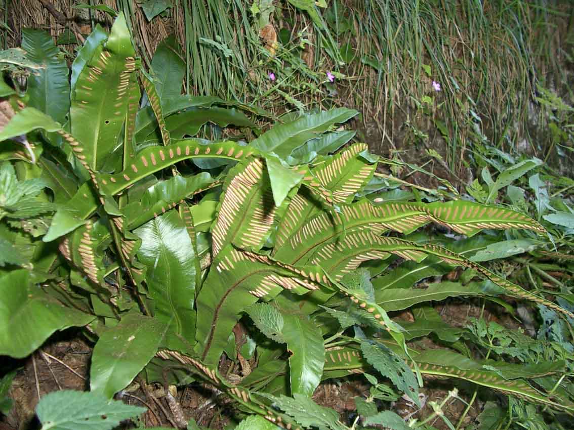 Phyllitis scolopendrium